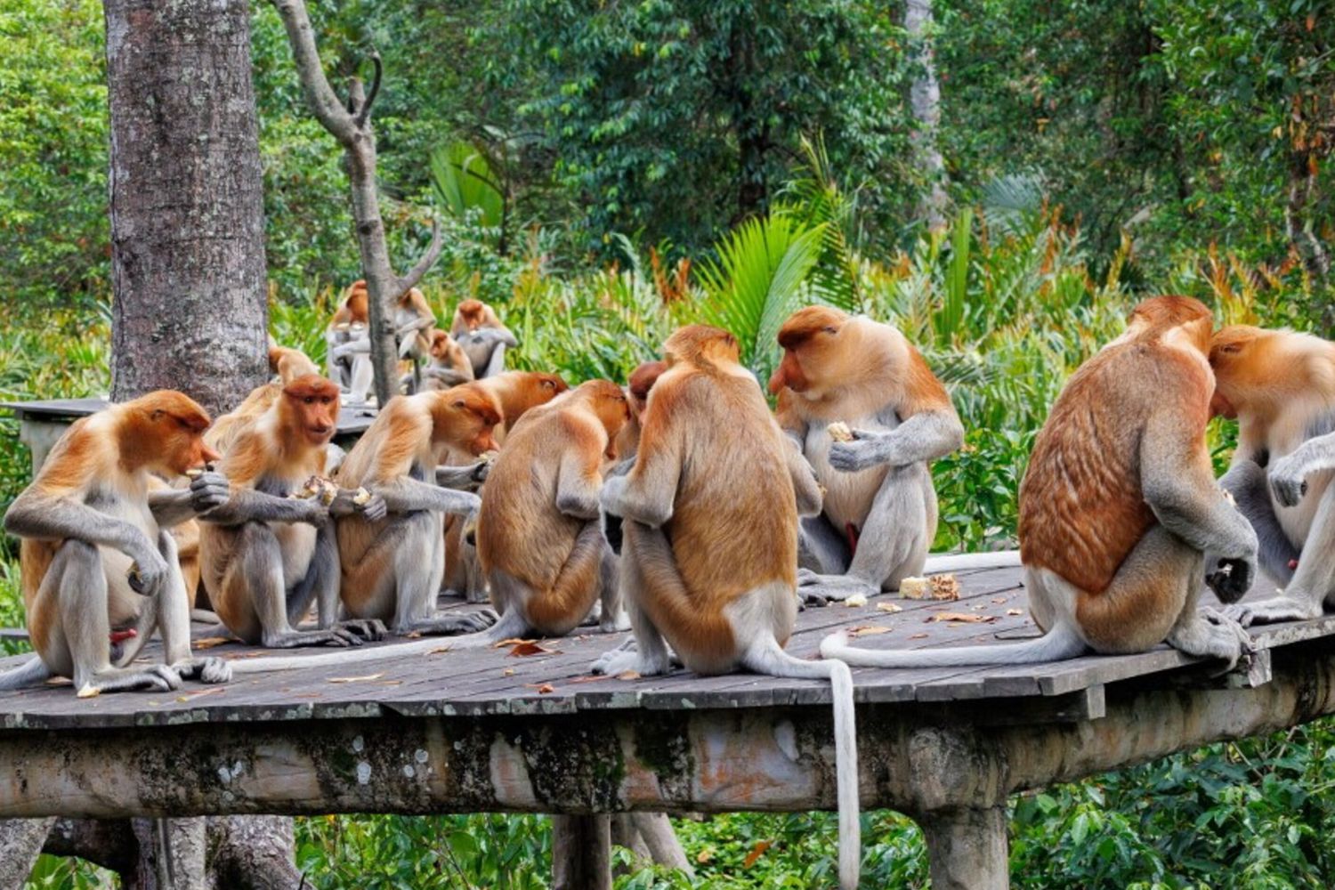 Studio sulle scimmie