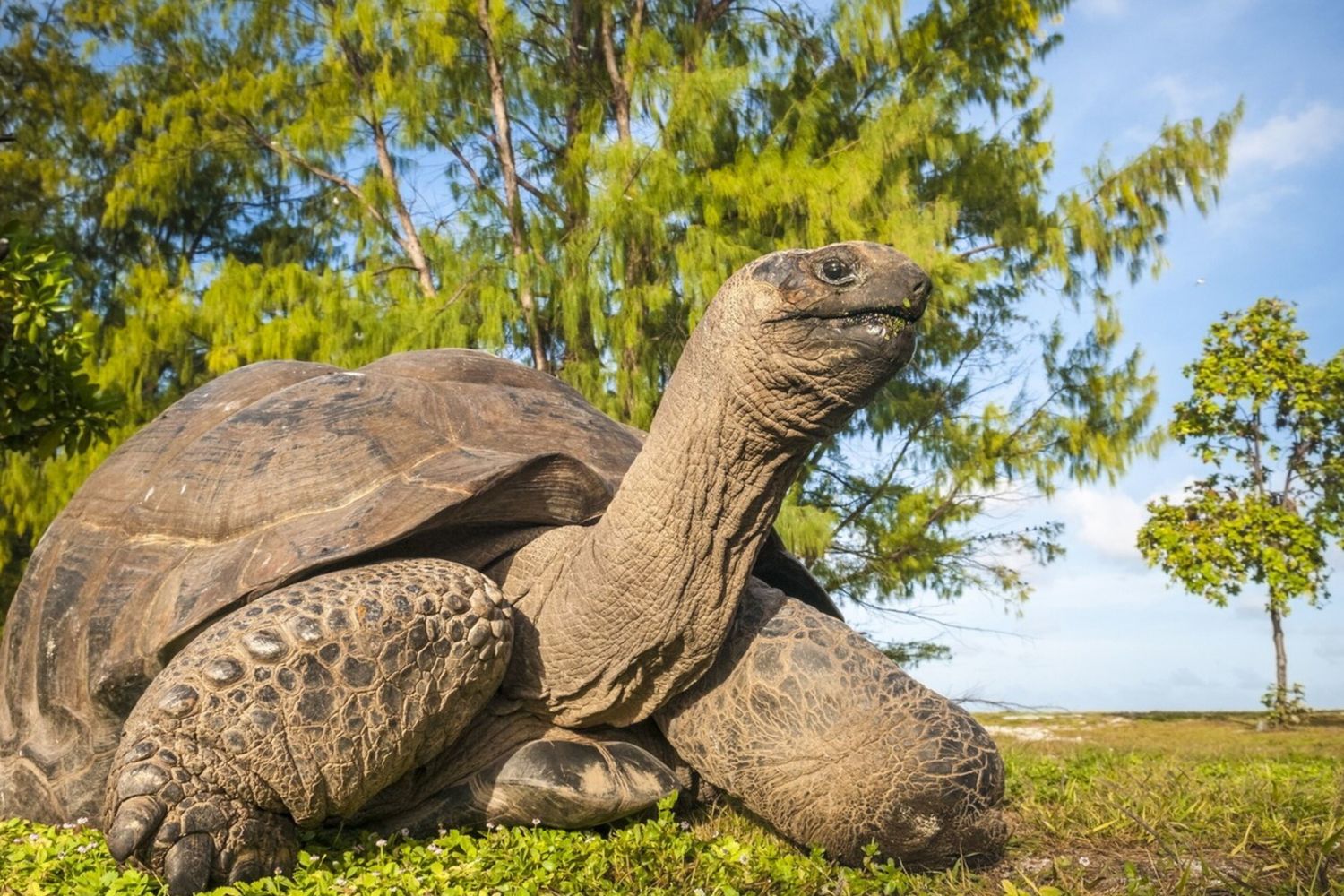 Tartaruga gigante delle Seychelles