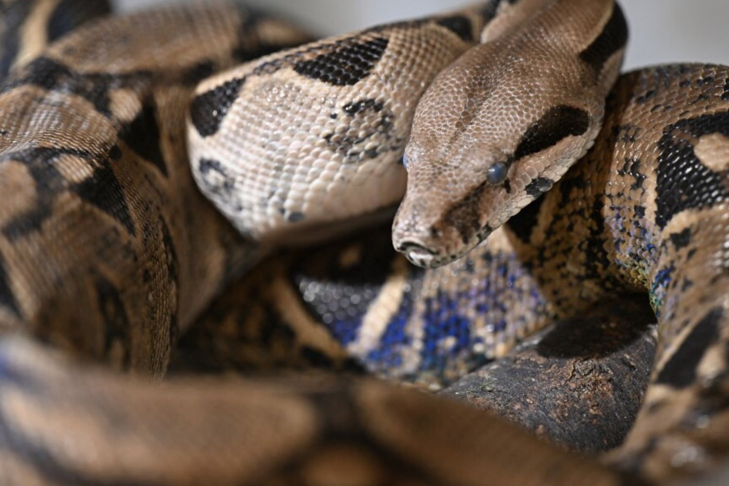 Un boa avvistato a Sydney