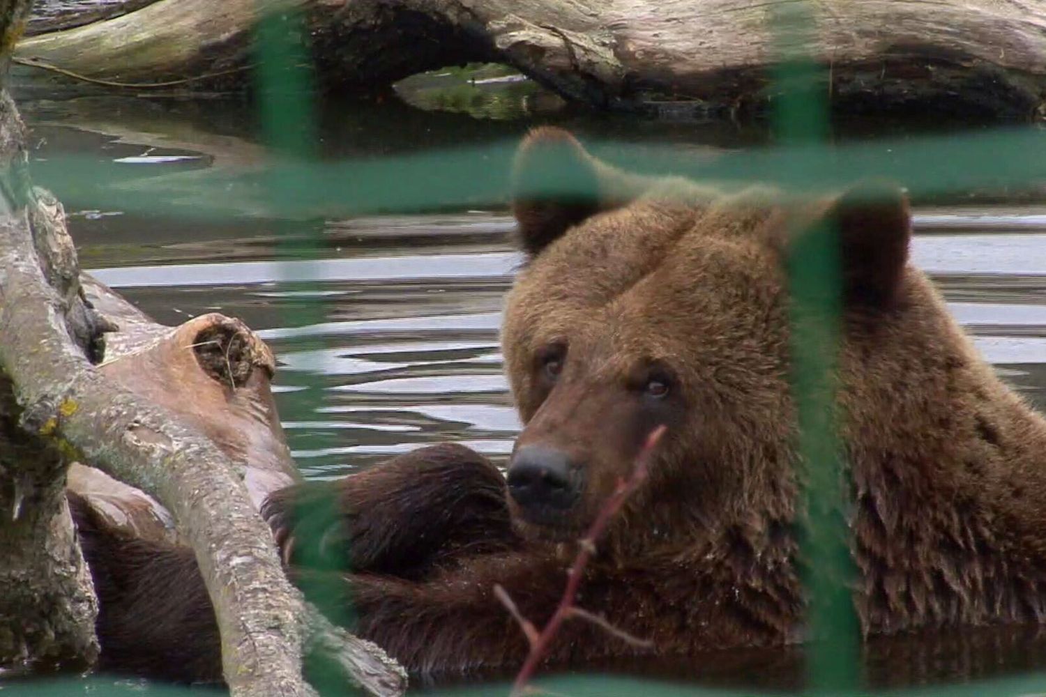 Censimento del governo: gli orsi in Romania sono 13.000