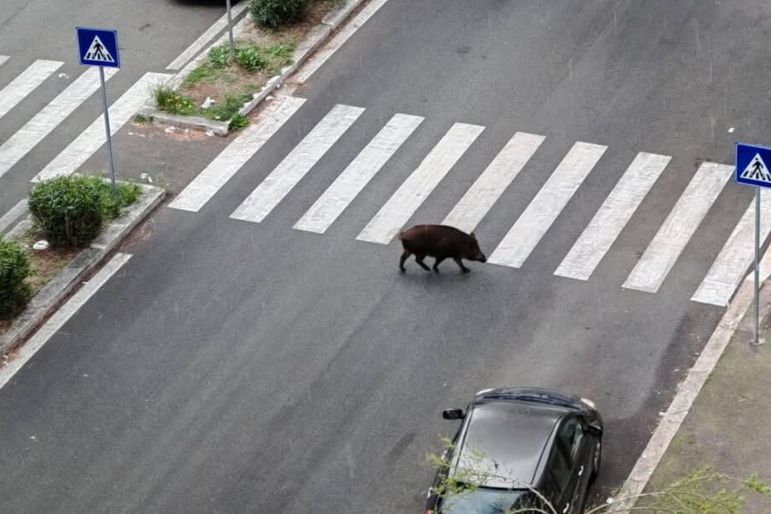 Cinghiali a via Cesare Pavese