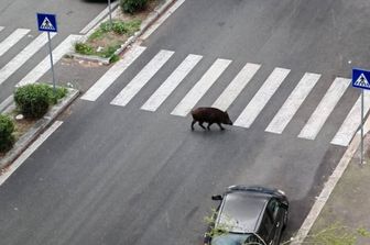 Cinghiali a via Cesare Pavese