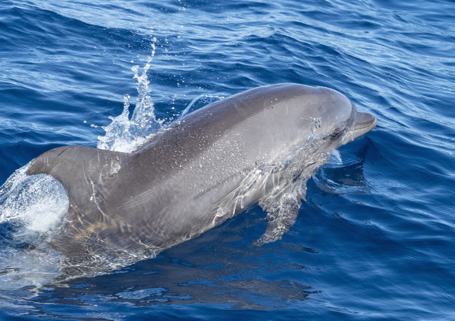 Delfini