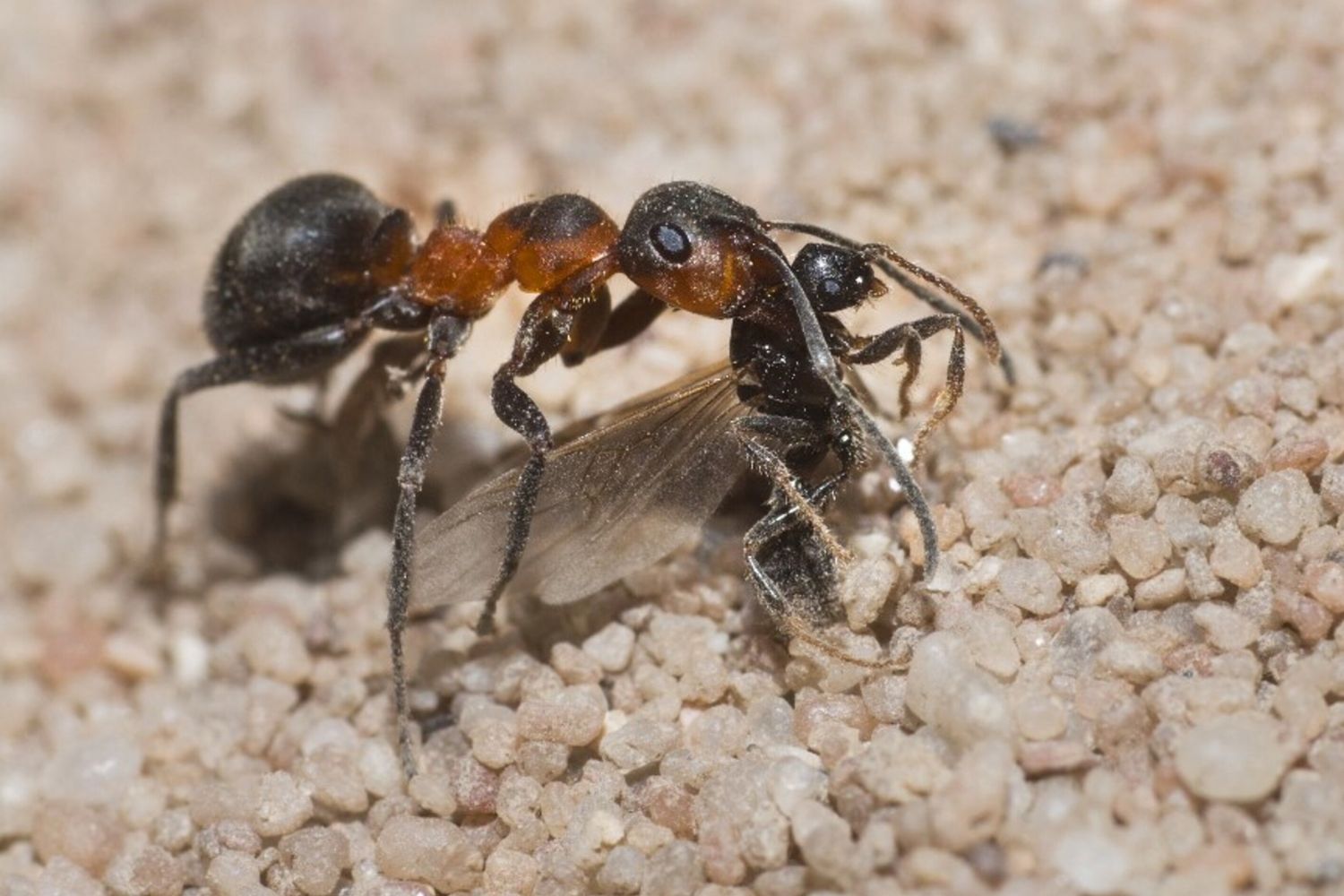 Contrabbando formiche rosse