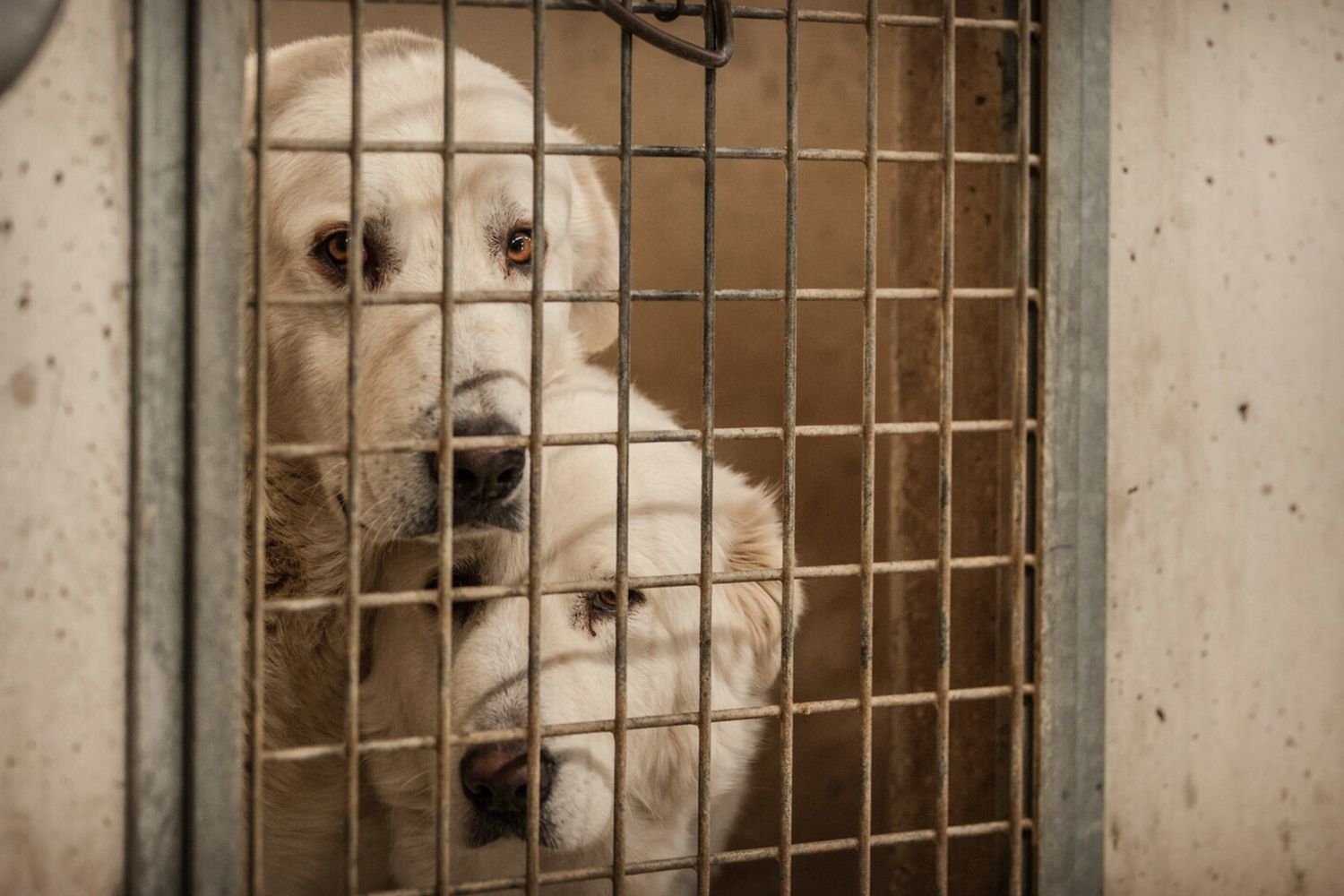 Cani un canile della capitale&nbsp;