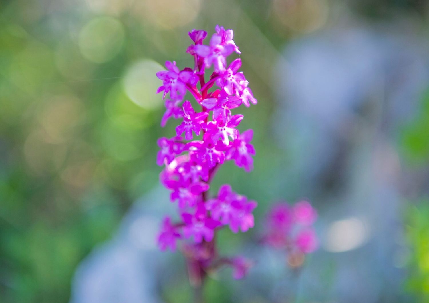 Orchis quadrunpunctata