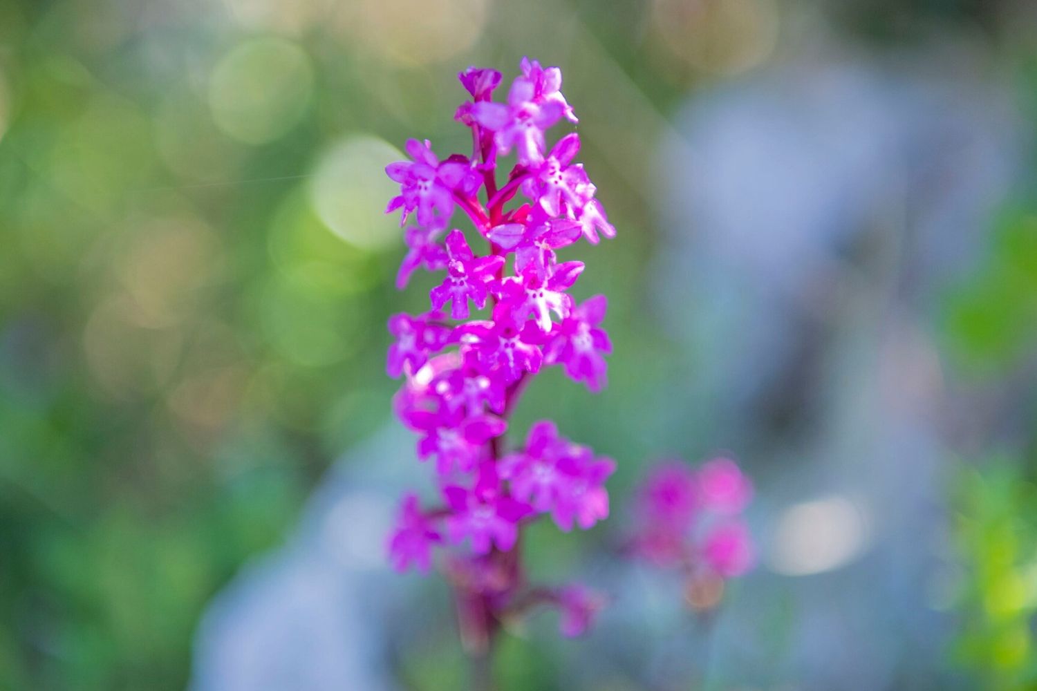 Orchis quadrunpunctata