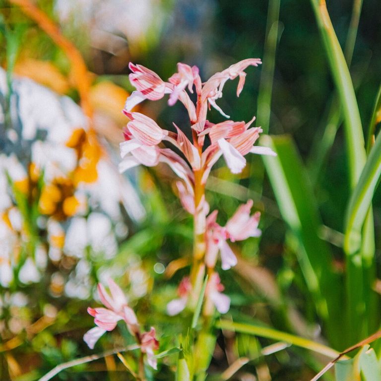 Orchidays