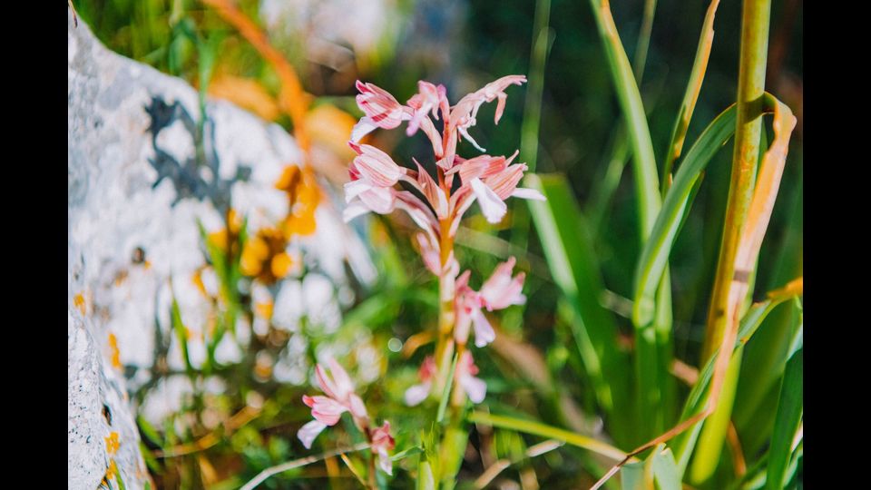 Orchidays