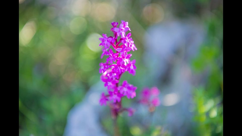Orchidays