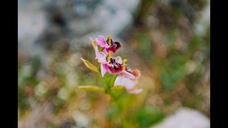 Orchidays