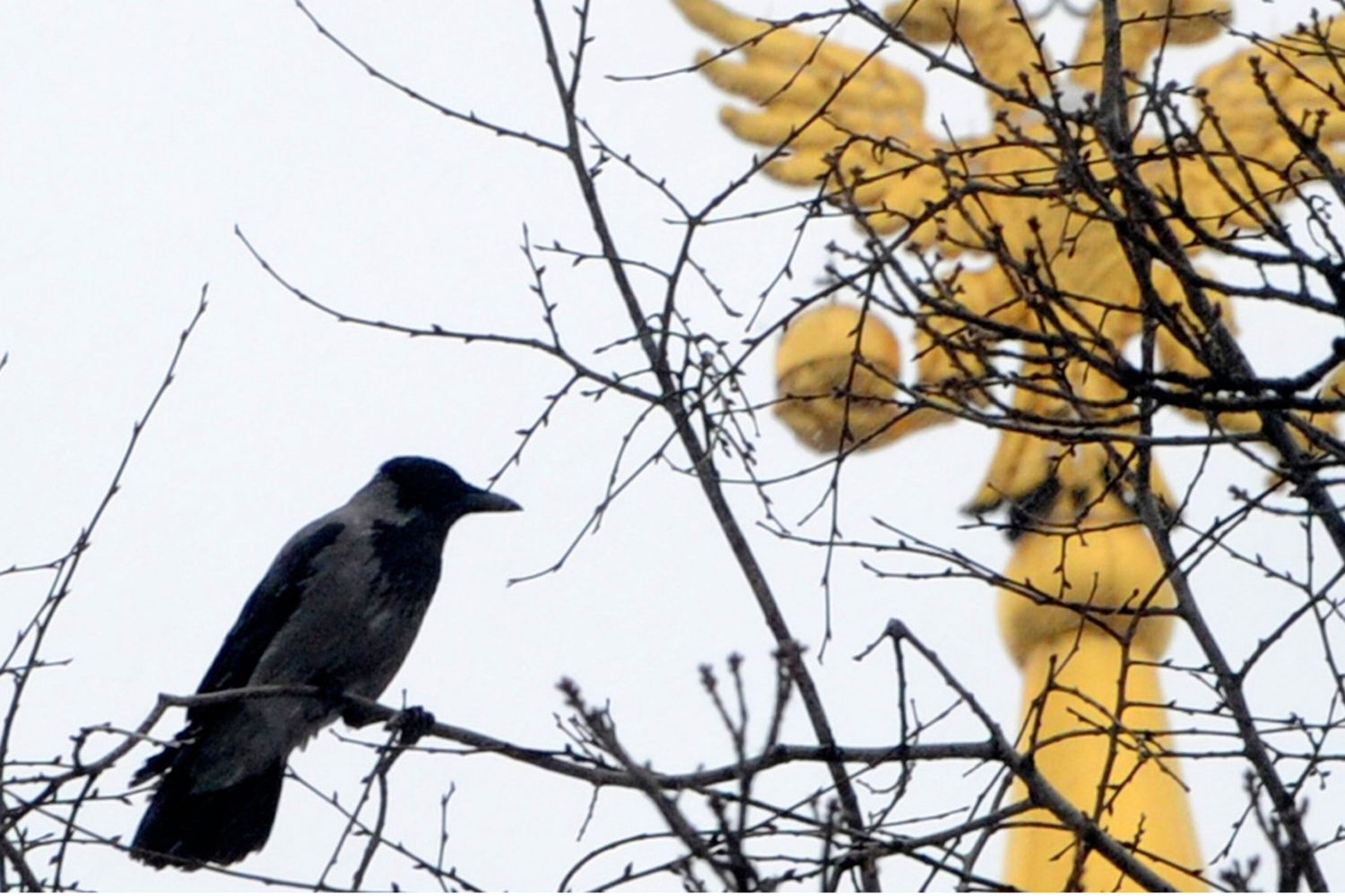 I corvi comprendono la geometria