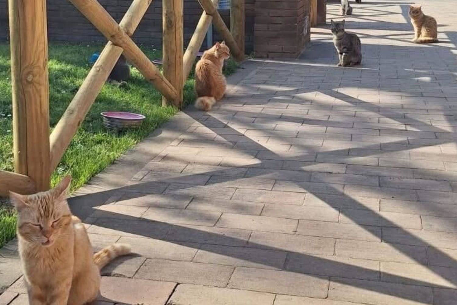 Colonia di felini al  Parco archeologico di Paestum e Velia,