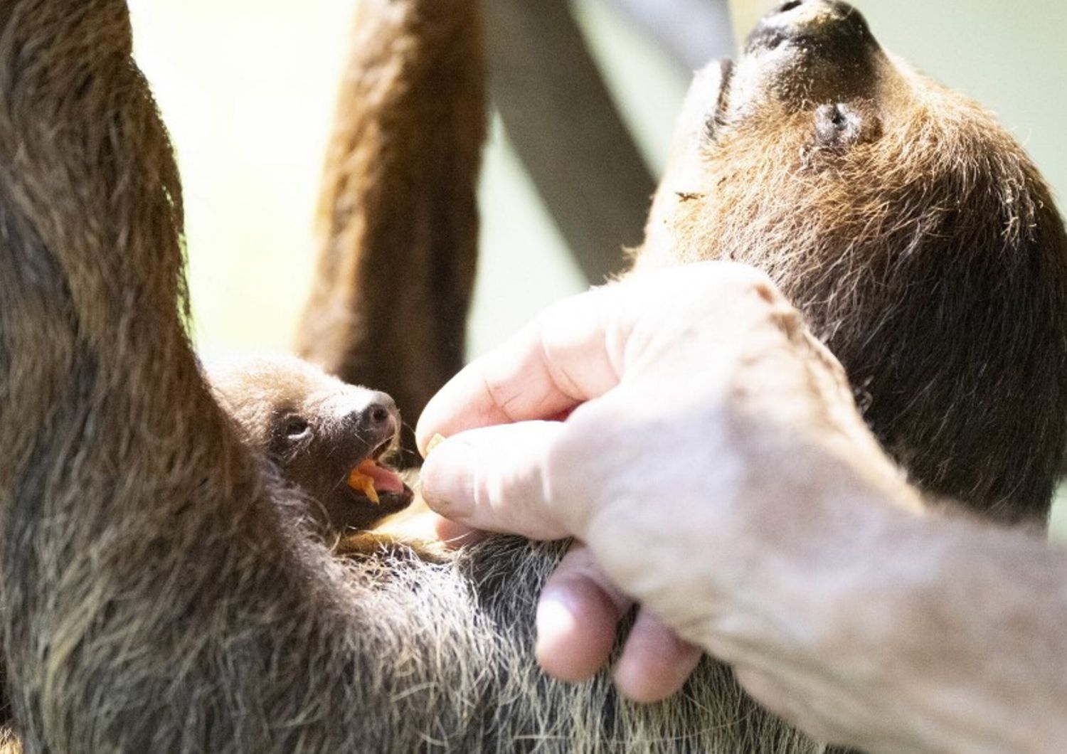 bradipo cucciolo zoo nascita