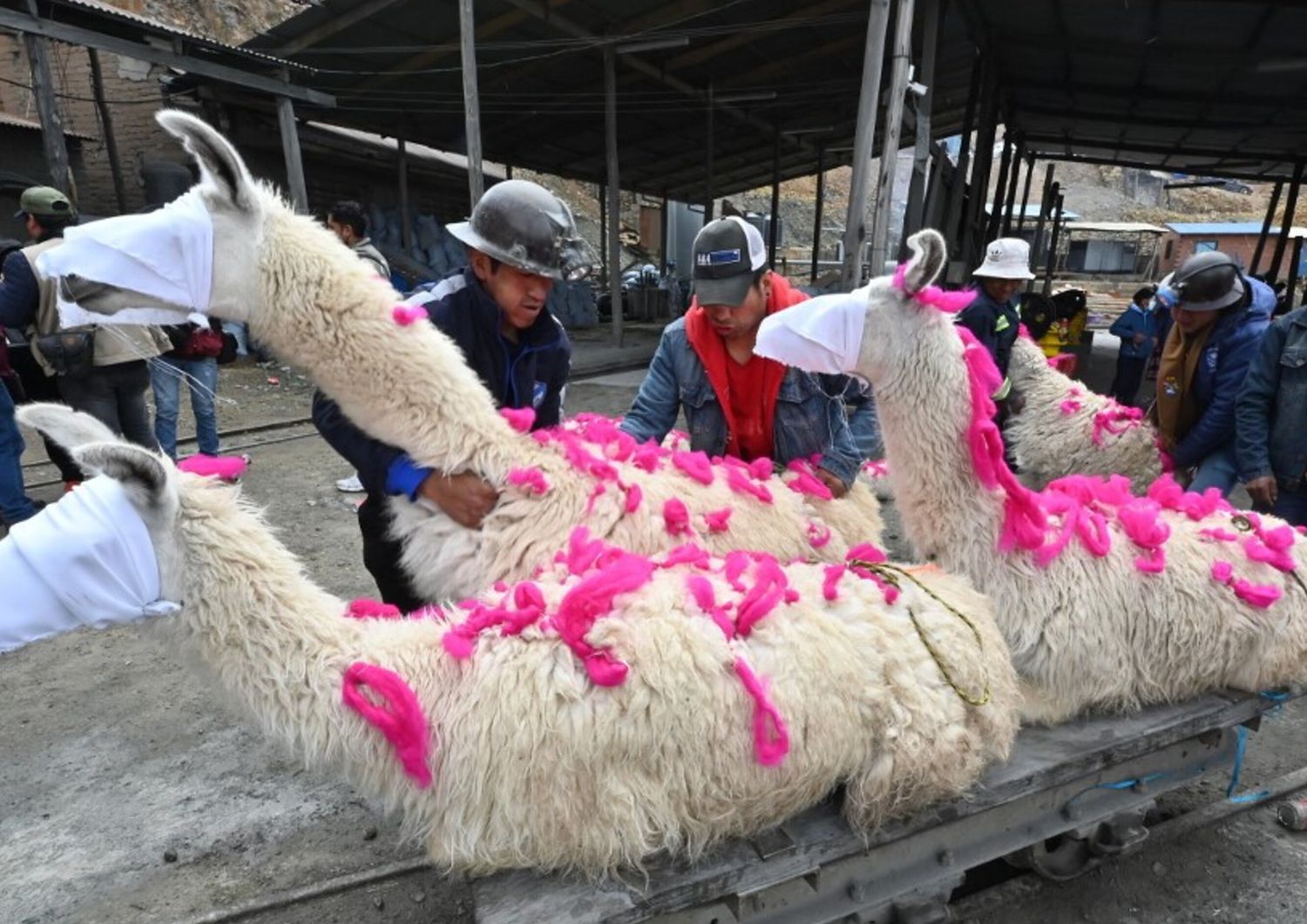 Il triste destino di lama e alpaca a Tomarapi