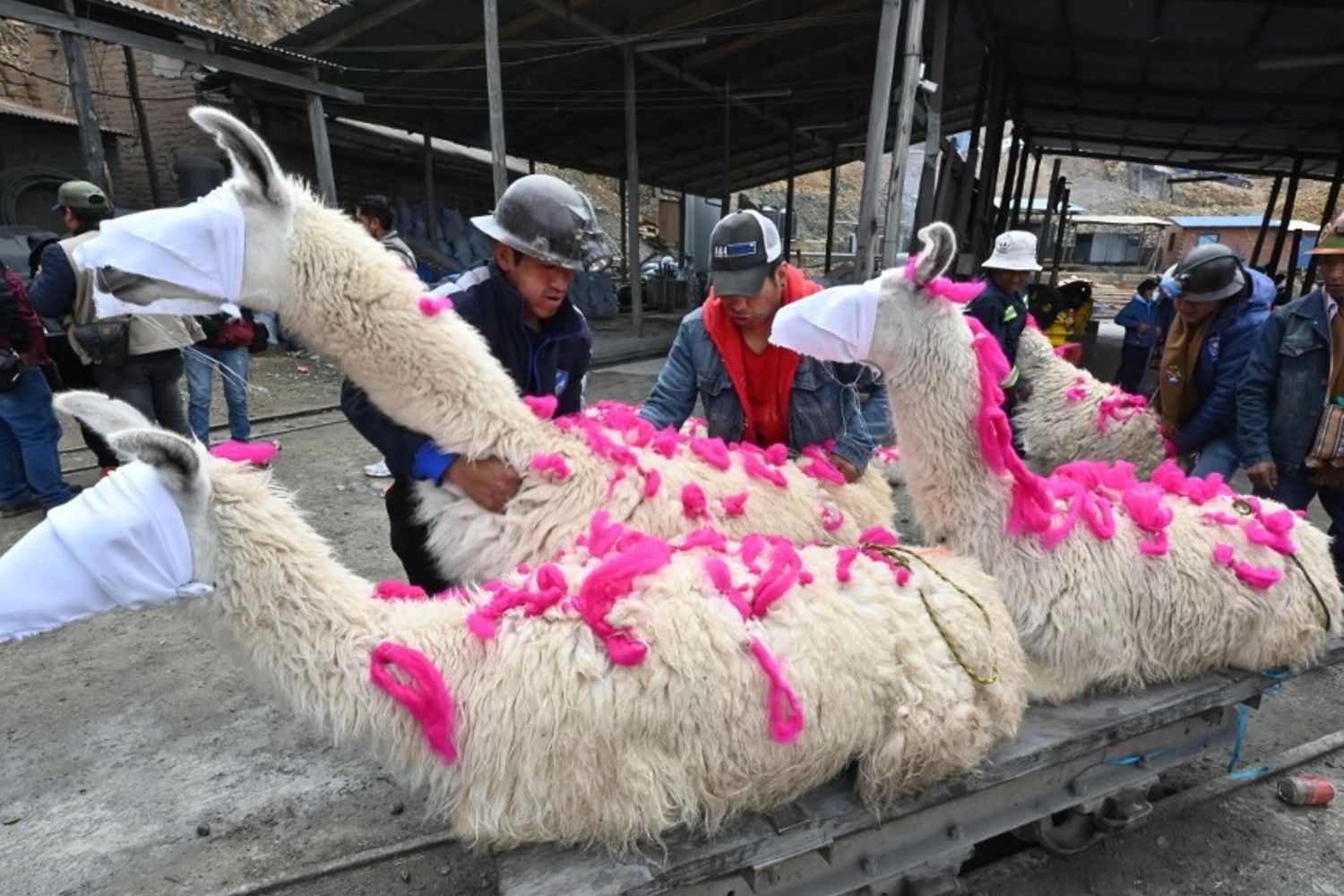 Il triste destino di lama e alpaca a Tomarapi