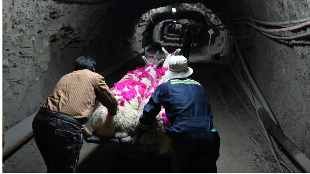 Il triste destino di lama e alpaca a Tomarapi