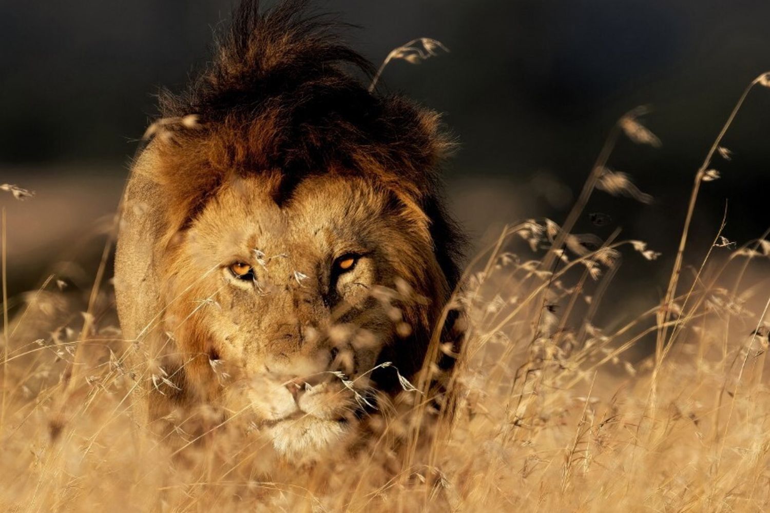 !4enne sbranata da un leone in Kenya