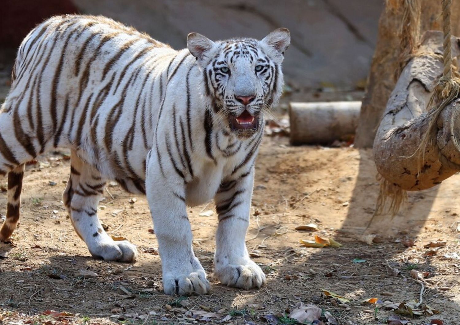 Tigre bianca