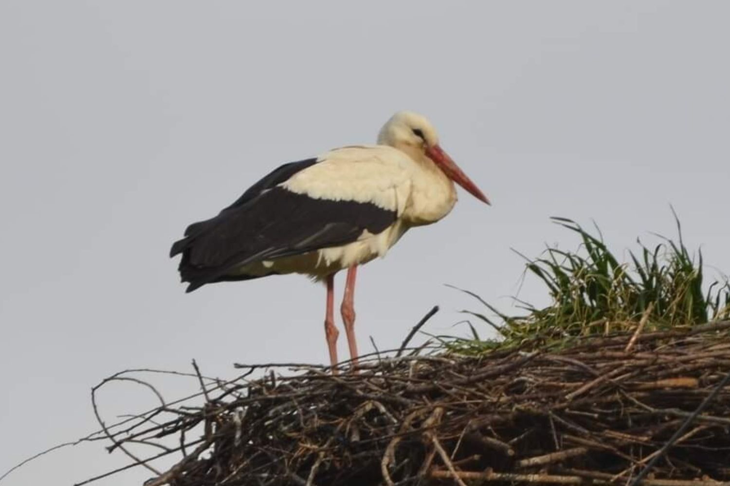 Una delle cicogne nel nido sul traliccio