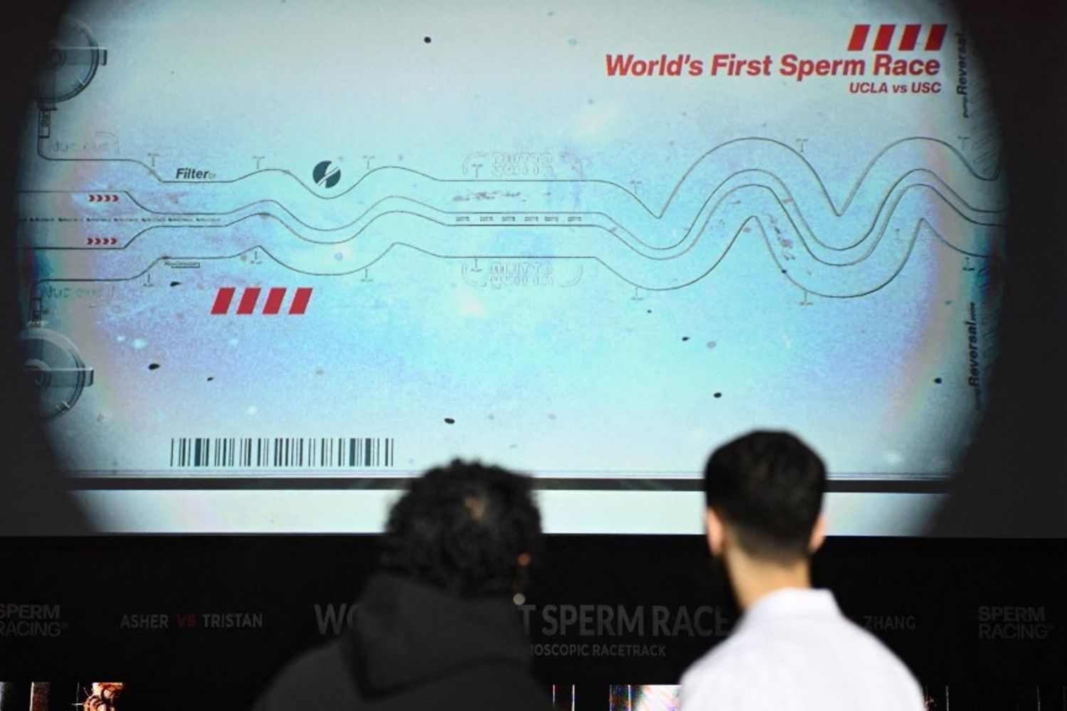 La prima gara degli spermatozoi