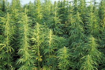 marijuana bruciata all aperto 25mila persone intossicate