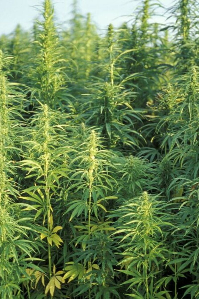 marijuana bruciata all aperto 25mila persone intossicate