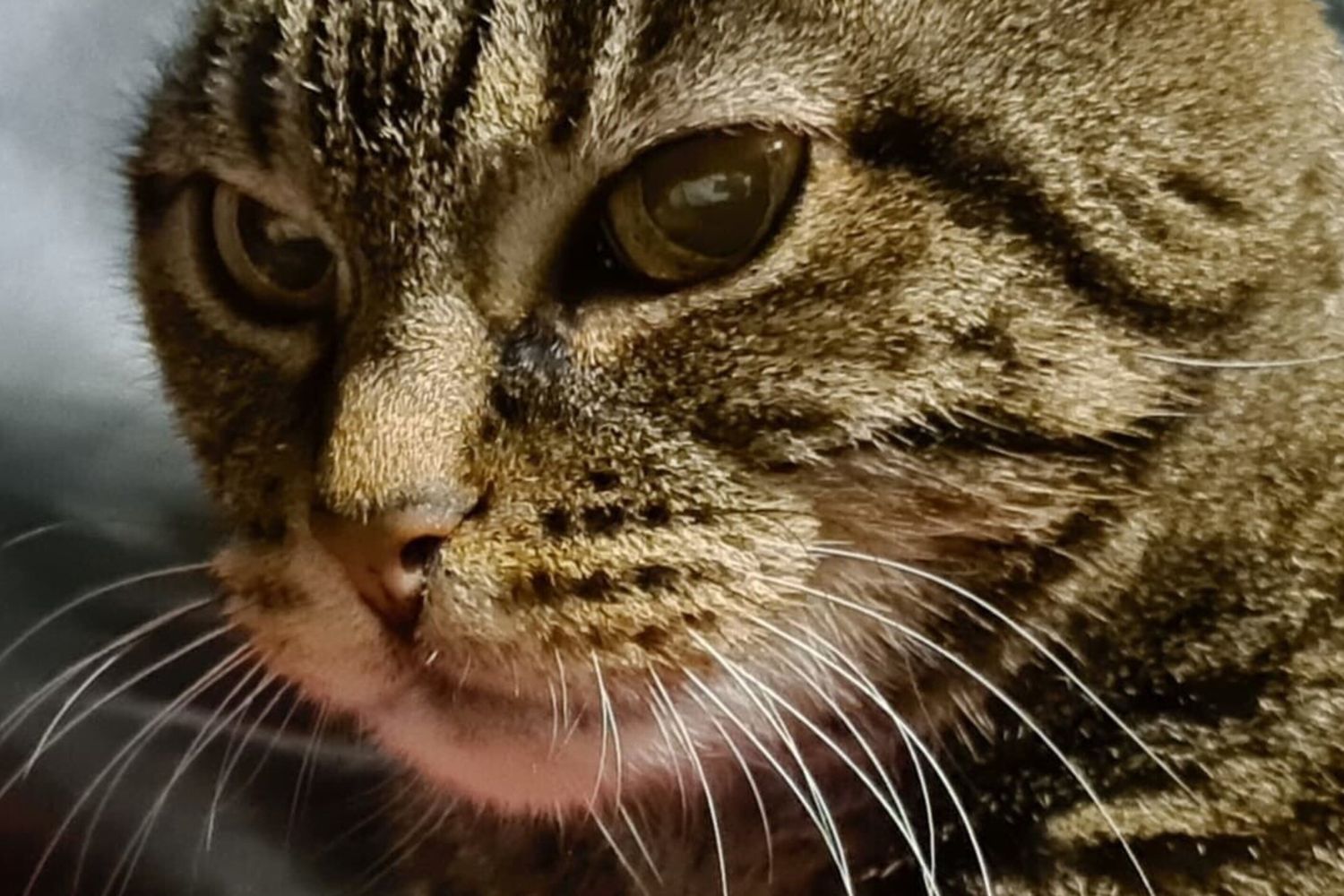 Lo sguardo intenso di un gatto