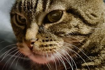 Lo sguardo intenso di un gatto