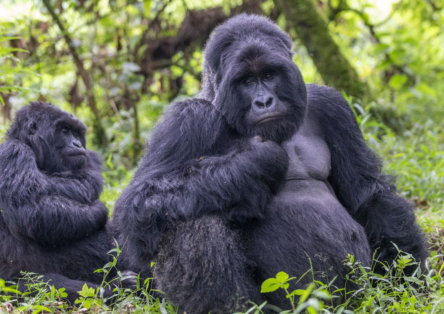 Gorilla