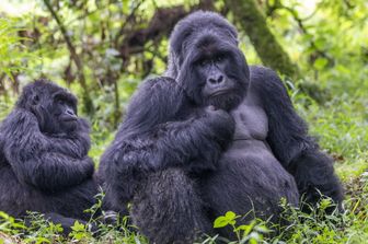Gorilla