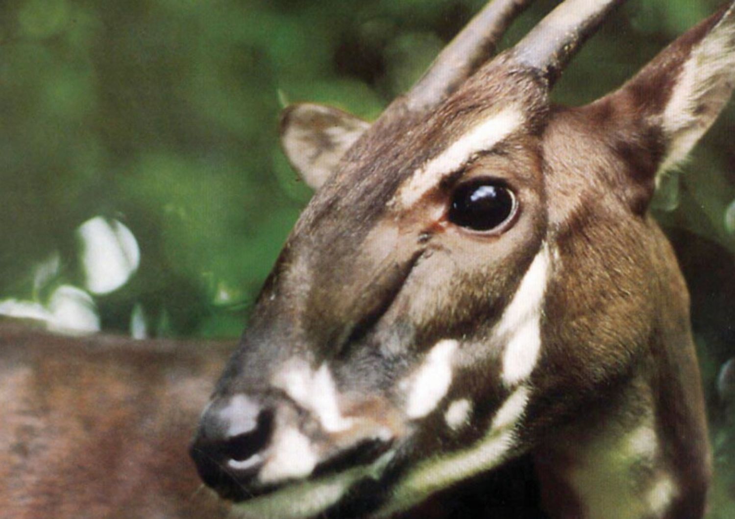 Il saola, "unicorno asiatico", è davvero estinto?