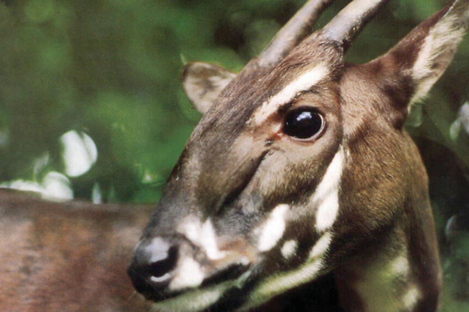 Il saola, "unicorno asiatico", è davvero estinto?