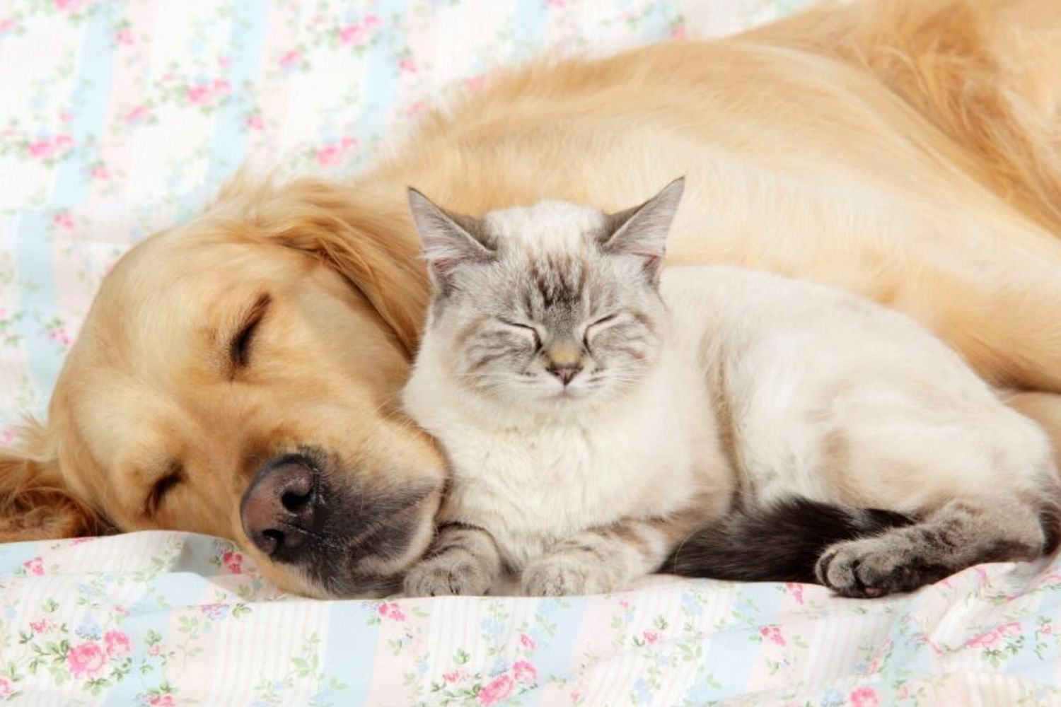 Bonus 2025 cani e gatti, ecco chi può richiederlo