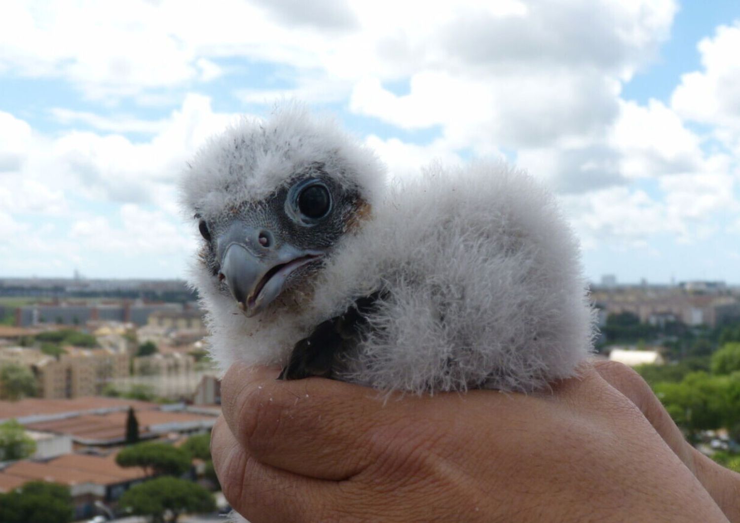 Enea il pullo della regione Lazio