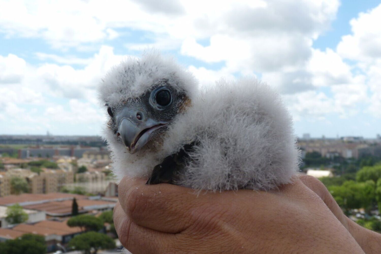 Enea il pullo della regione Lazio