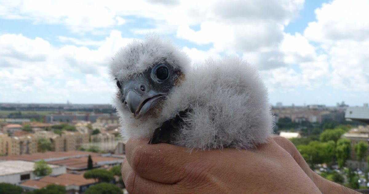 il pullo di falco pellegrino della regione lazio è maschio e si chiamerà enea
