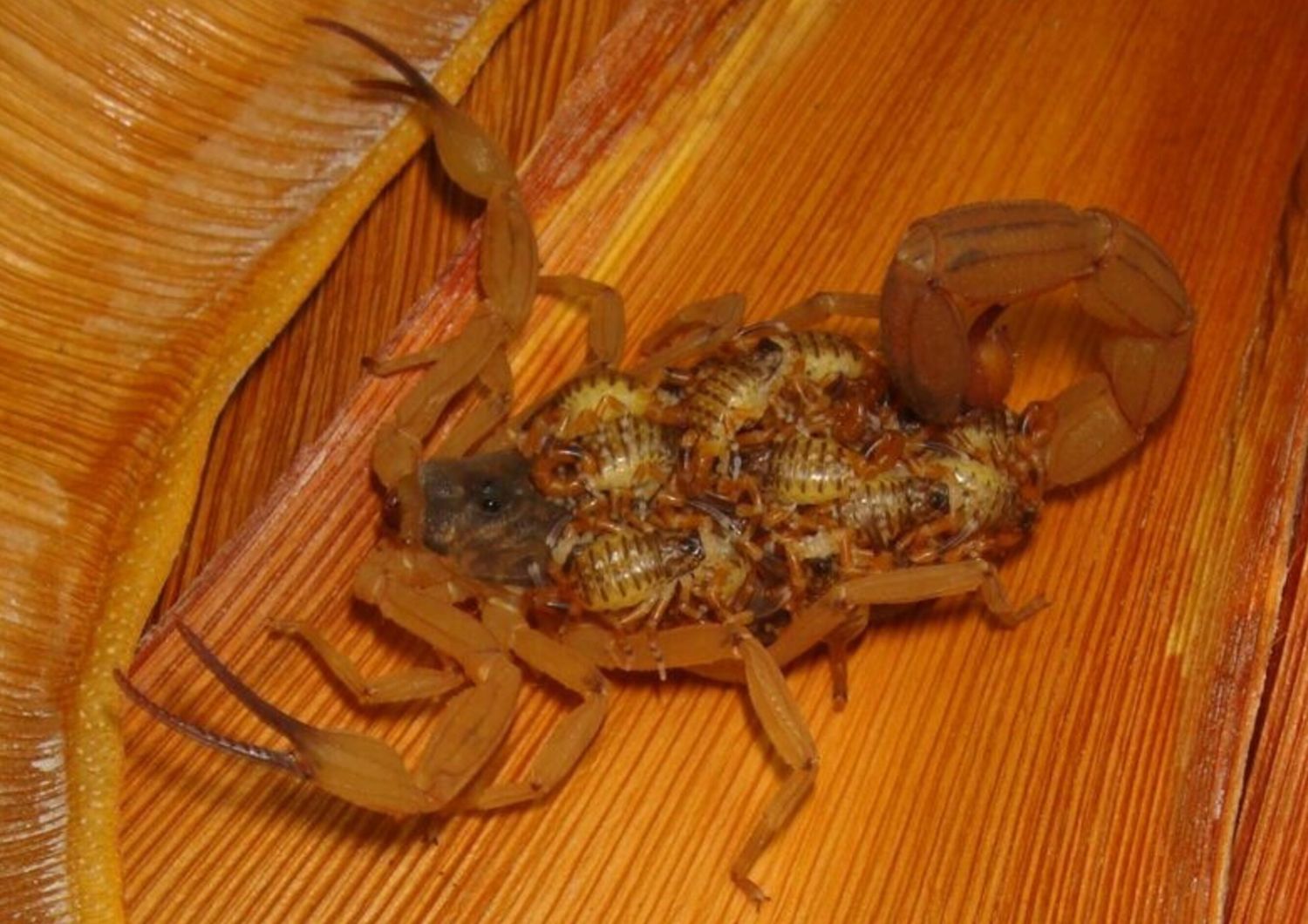 Il Brasile invaso dagli scorpioni