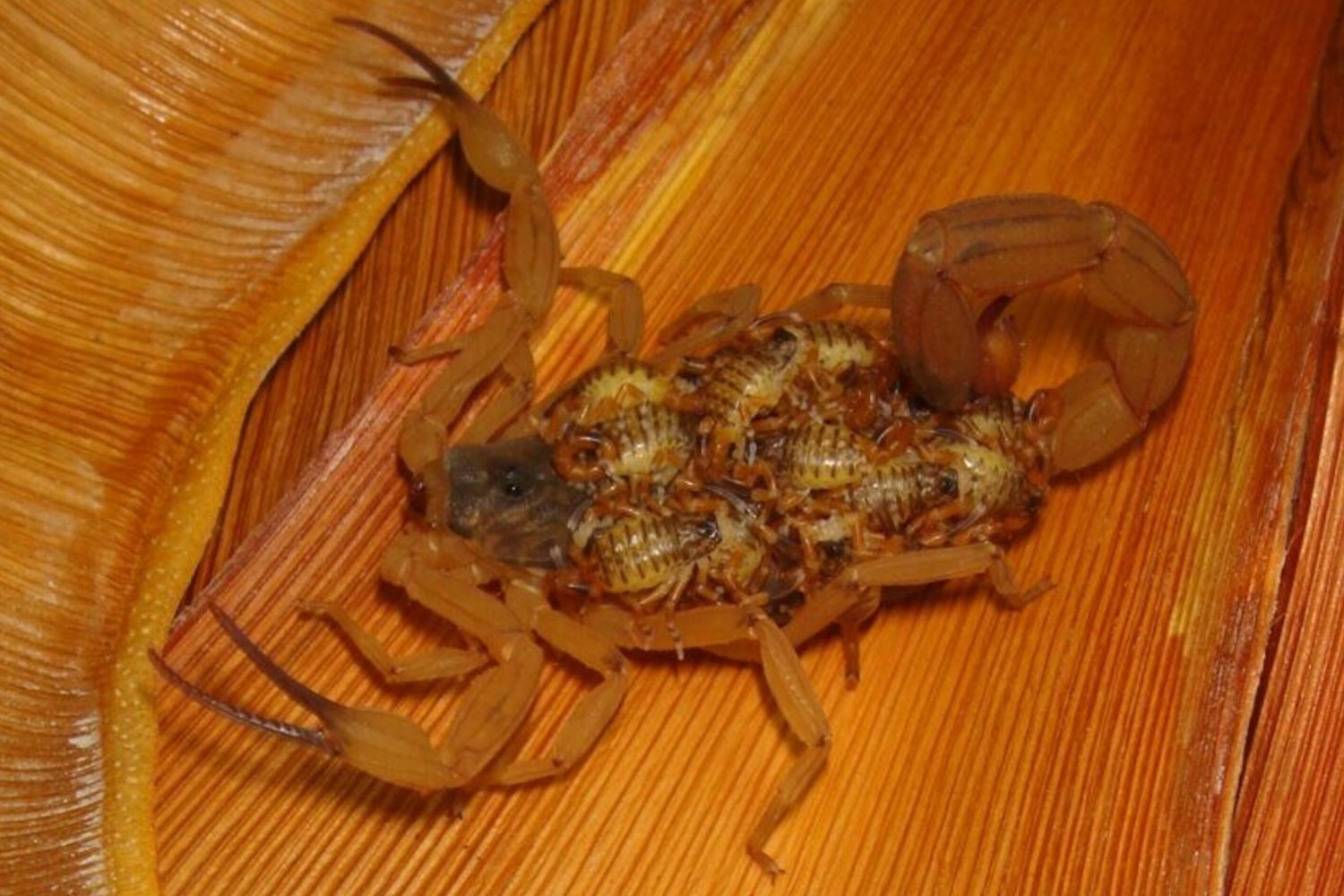 Il Brasile invaso dagli scorpioni