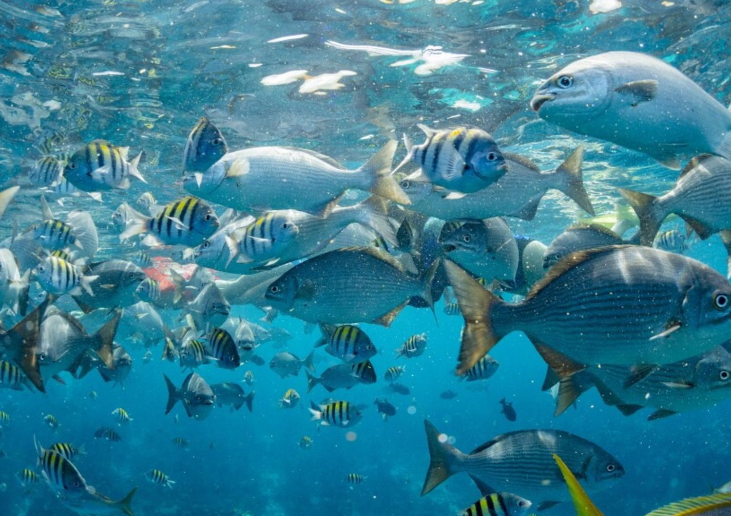 mappa-globale-interattiva-conservazione-specie-marine