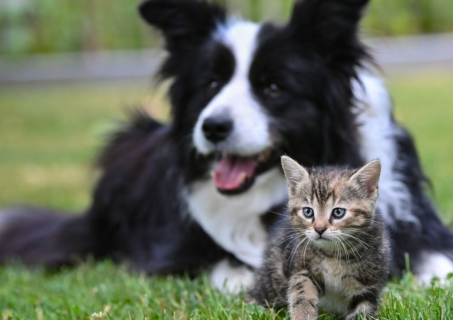 Cane e gatto