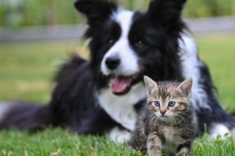 Cane e gatto