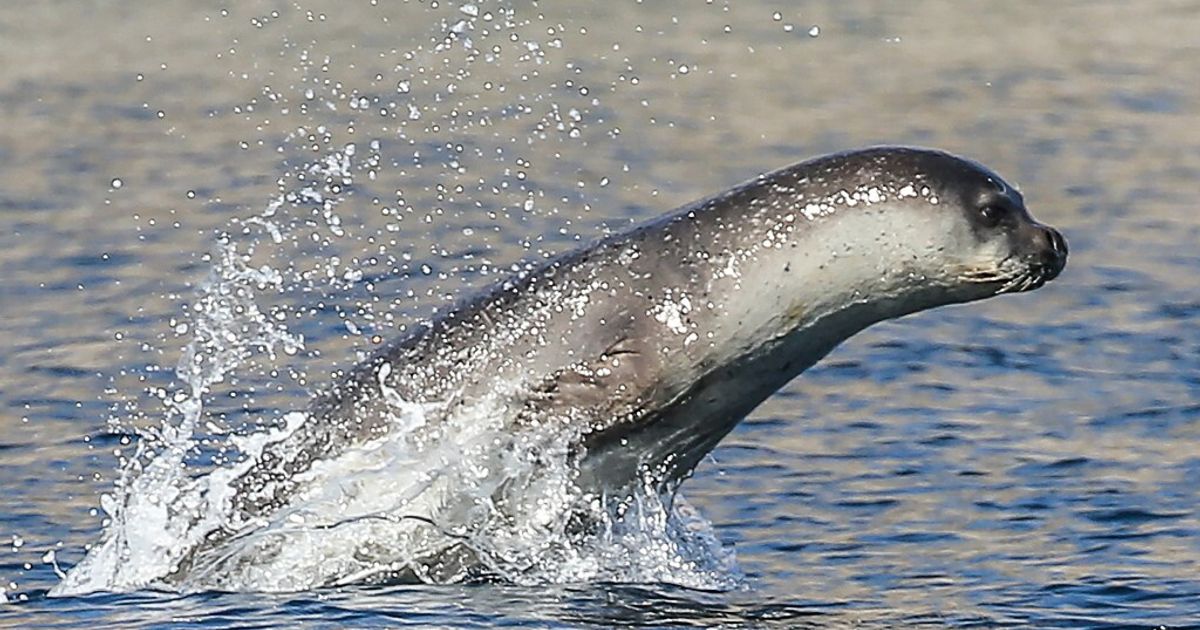 Il nuovo e raro avvistamento di una foca monaca a Capri  