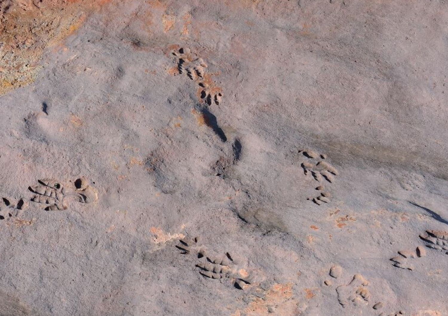 Impronte fossili