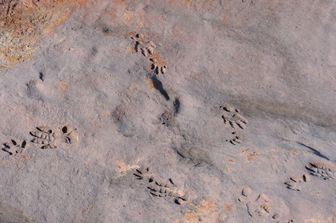 Impronte fossili