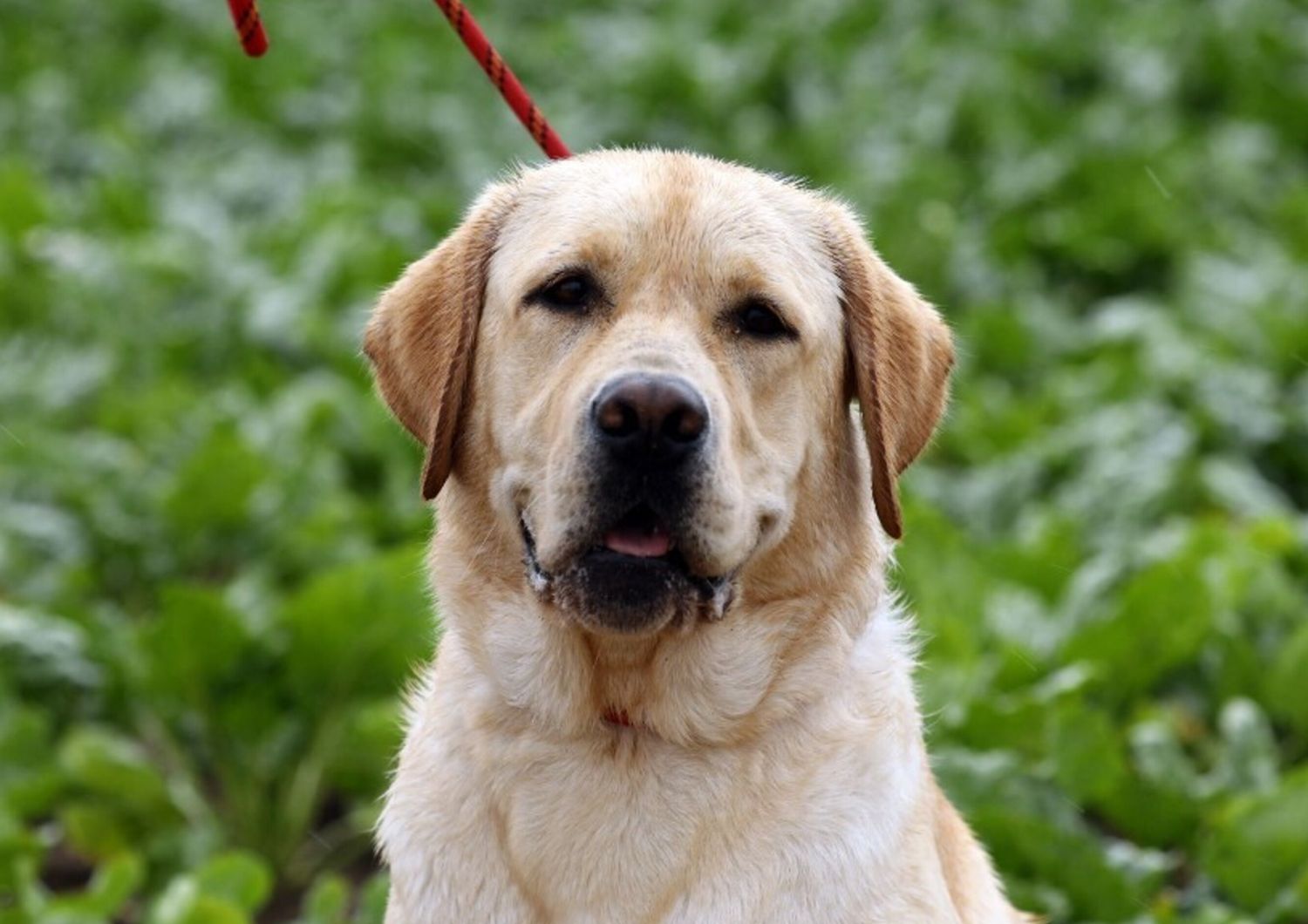 Un cane Labrador- immagine repertorio