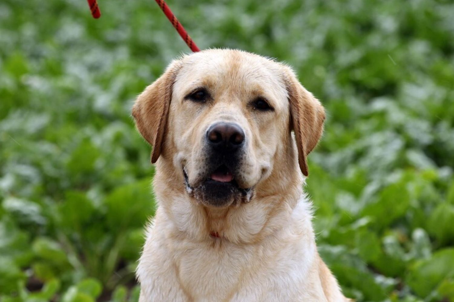 Un cane Labrador- immagine repertorio