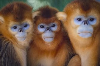scimmie-gelada-conversazioni-complesse-risposte-prosociali