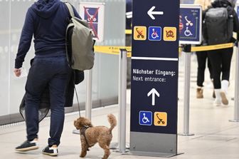 Cani in aeroporto