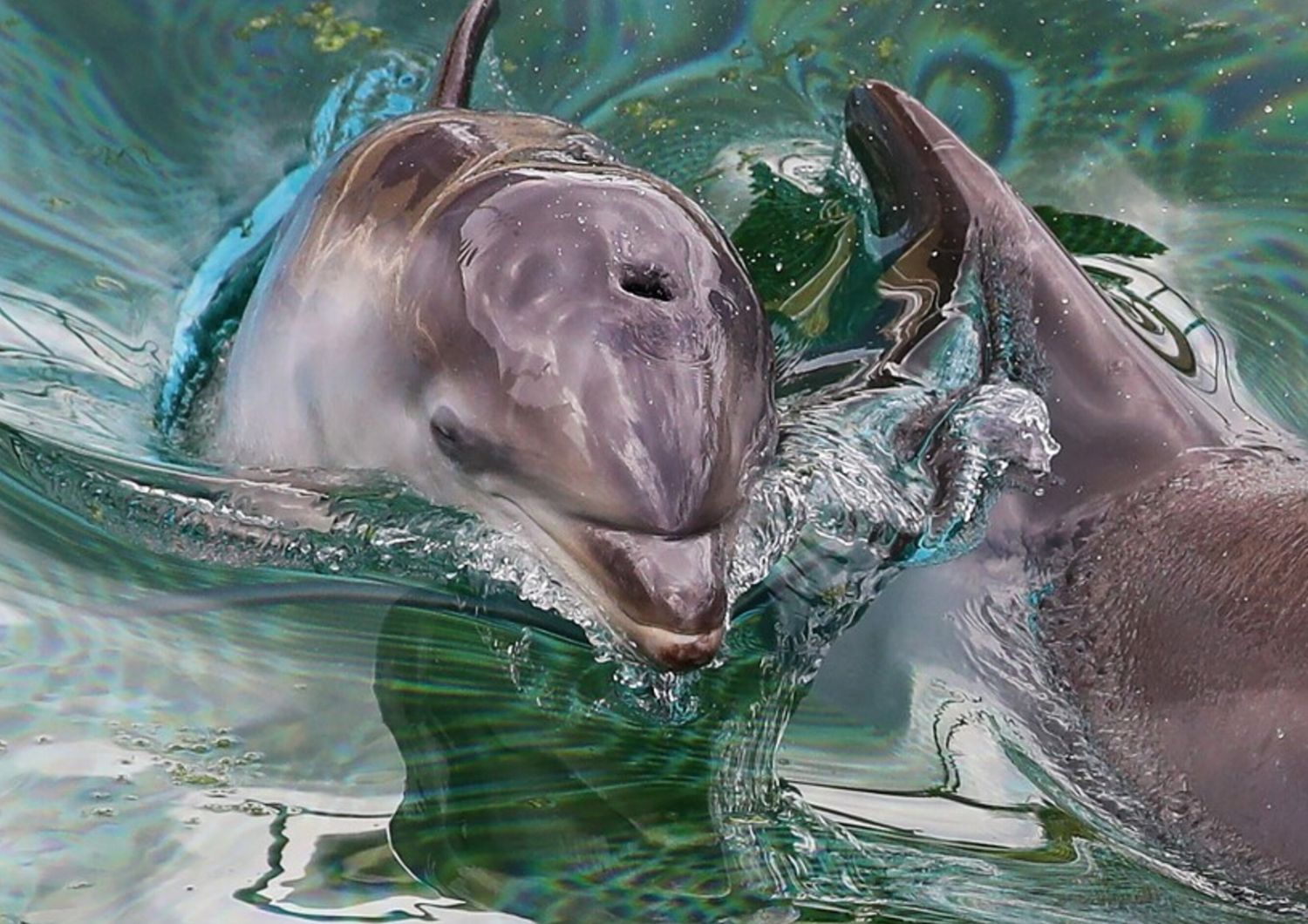 polemica-destino-orche-delfini-marineland